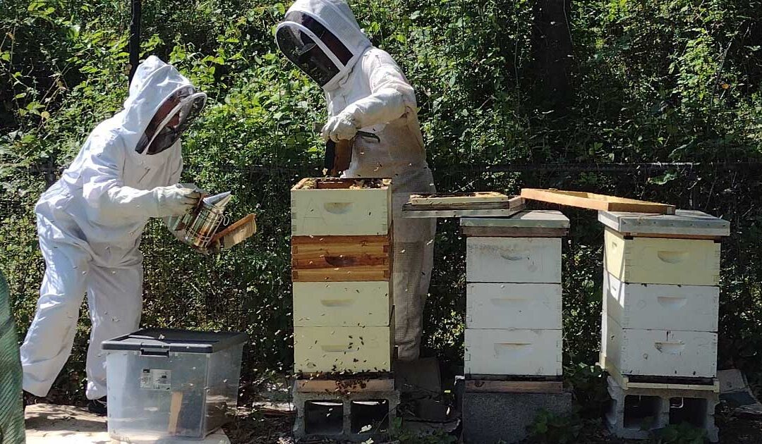 The Cottage City Community Garden is buzzing with activity!