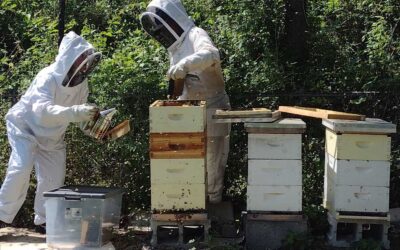 The Cottage City Community Garden is buzzing with activity!