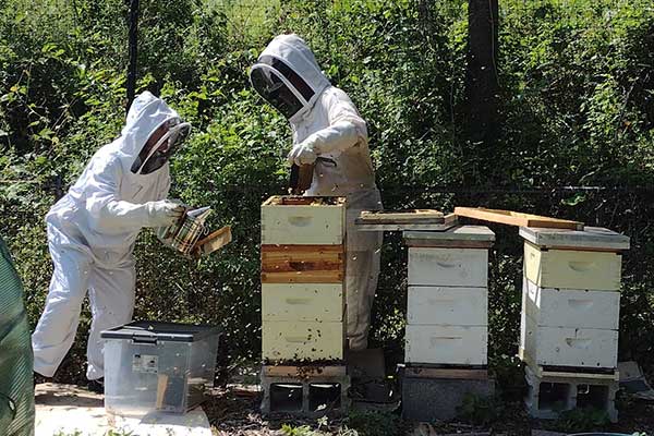 CottageCityBees1_600x400px alt=""